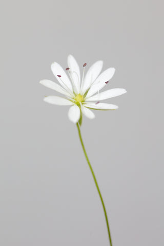 Small white flower_1 - Wall Art - By Studio III- Gallery Art Company