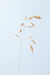 Dried single grass straw_2 - Wall Art - By Studio III- Gallery Art Company