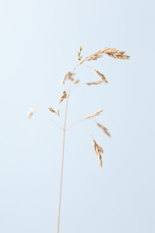 Dried single grass straw_2 - Wall Art - By Studio III- Gallery Art Company