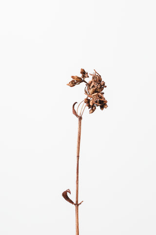 Dried brown plant_2 - Wall Art - By Studio III- Gallery Art Company