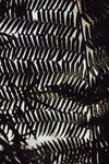 Fern Leaves_2 - Wall Art - By Studio III- Gallery Art Company