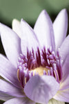 Purple flower close up - Wall Art - By Studio III- Gallery Art Company