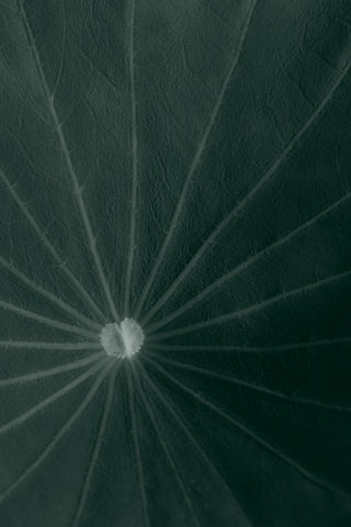 Dark green leaf - Wall Art - By Studio III- Gallery Art Company