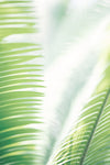 Light Palm tree leaves_2 - Wall Art - By Studio III- Gallery Art Company