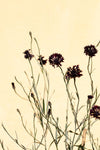 Withered flowers - Wall Art - By Studio III- Gallery Art Company