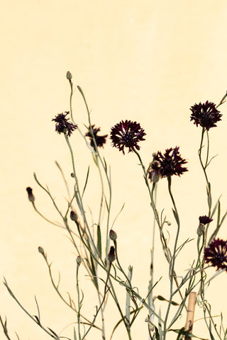 Withered flowers - Wall Art - By Studio III- Gallery Art Company