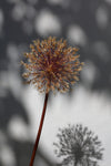 Withered flower| seed house_1 - Wall Art - By Studio III- Gallery Art Company