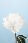 Peony_1 - Wall Art - By Studio III- Gallery Art Company