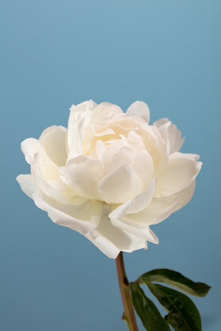 Peony_2 - Wall Art - By Studio III- Gallery Art Company