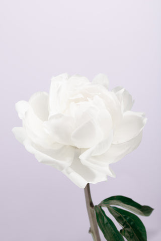 Peony_3 - Wall Art - By Studio III- Gallery Art Company