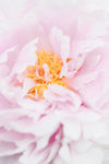 Peony_7 - Wall Art - By Studio III- Gallery Art Company