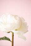 Peony_12 - Wall Art - By Studio III- Gallery Art Company