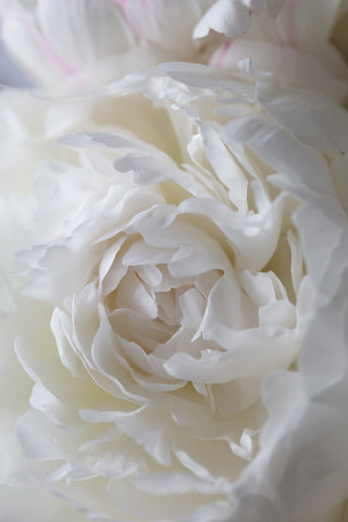 Peony_14 - Wall Art - By Studio III- Gallery Art Company