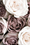 Roses - Wall Art - By 1x Studio III- Gallery Art Company