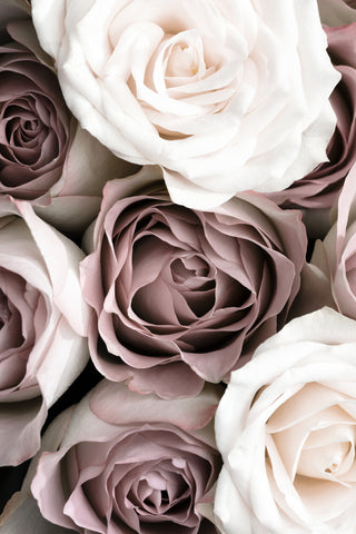 Roses - Wall Art - By 1x Studio III- Gallery Art Company