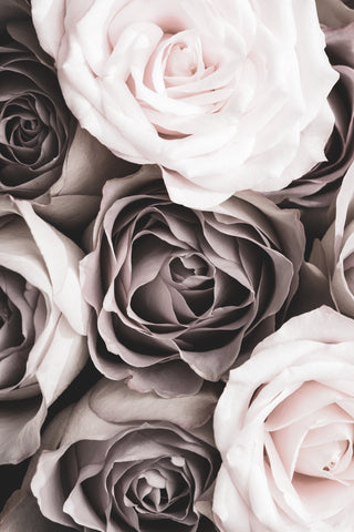 Roses - Wall Art - By Studio III- Gallery Art Company