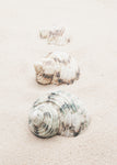 Shells - Wall Art - By Studio III- Gallery Art Company