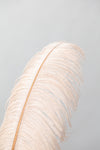 Feather_1 - Wall Art - By Studio III- Gallery Art Company