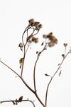 Dried Twig - Wall Art - By Studio III- Gallery Art Company