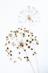 Dried Flower_2_natural - Wall Art - By 1x Studio III- Gallery Art Company