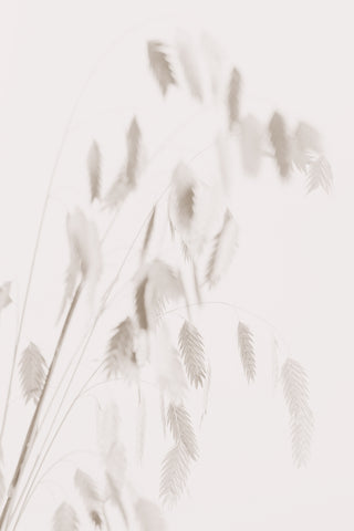 Dried Grass_pink - Wall Art - By Studio III- Gallery Art Company