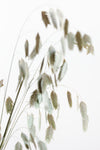 Dried Grass_natural - Wall Art - By Studio III- Gallery Art Company