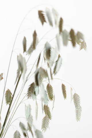 Dried Grass_natural - Wall Art - By Studio III- Gallery Art Company