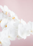 Orchid_1 - Wall Art - By Studio III- Gallery Art Company