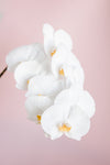 Orchid_2 - Wall Art - By Studio III- Gallery Art Company