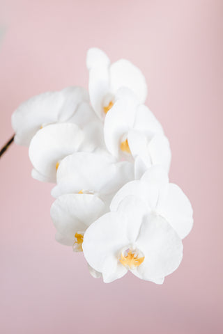 Orchid_2 - Wall Art - By Studio III- Gallery Art Company