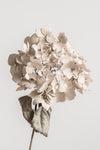 Beige dried flower - Wall Art - By 1x Studio III- Gallery Art Company