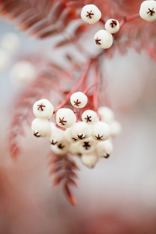 Berries on a twig - Wall Art - By Studio III- Gallery Art Company