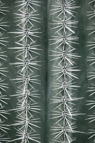 Cactus green - Wall Art - By Studio III- Gallery Art Company