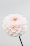 Pink Flower No3 - Wall Art - By Studio III- Gallery Art Company