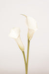 White Calla Lily No 1 - Wall Art - By Studio III- Gallery Art Company