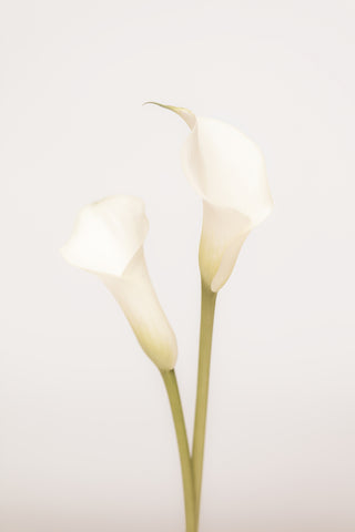 White Calla Lily No 1 - Wall Art - By Studio III- Gallery Art Company