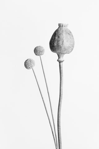 Poppy Seed Capsule Black and White - Wall Art - By Studio III- Gallery Art Company