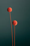 Orange Seed Capsules - Wall Art - By 1x Studio III- Gallery Art Company