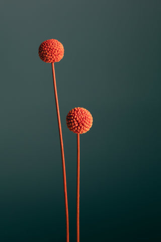 Orange Seed Capsules - Wall Art - By 1x Studio III- Gallery Art Company