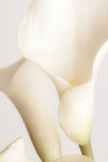 White Calla Lily No 2 - Wall Art - By Studio III- Gallery Art Company