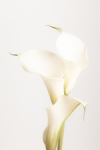 White Calla Lily No 3 - Wall Art - By Studio III- Gallery Art Company