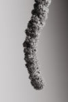 Seed Capsule Black and White - Wall Art - By Studio III- Gallery Art Company