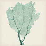 Sea Fan I - Wall Art - By Vision Studio- Gallery Art Company