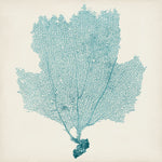 Sea Fan III - Wall Art - By Vision Studio- Gallery Art Company