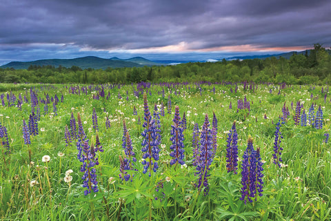 Lupine Sunrise - Wall Art - By Katherine Gendreau- Gallery Art Company