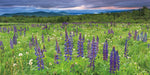 Lupine Sunrise - Wall Art - By Katherine Gendreau- Gallery Art Company