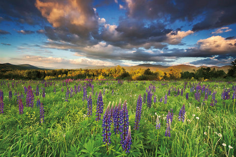 Lupine Sunset - Wall Art - By Katherine Gendreau- Gallery Art Company