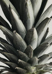 Pineapple close up - Wall Art - By Studio III- Gallery Art Company