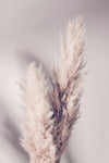 Pampas Grass - Wall Art - By Studio III- Gallery Art Company