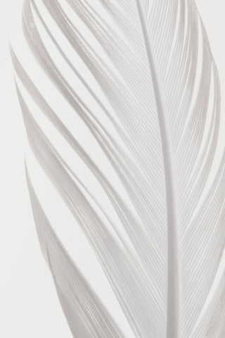 Feather_006 - Wall Art - By Studio III- Gallery Art Company
